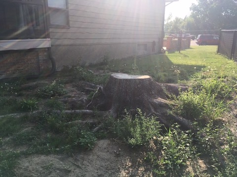 A large stump in a front yard