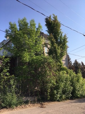 A bunch of overgrown trees and shrubs